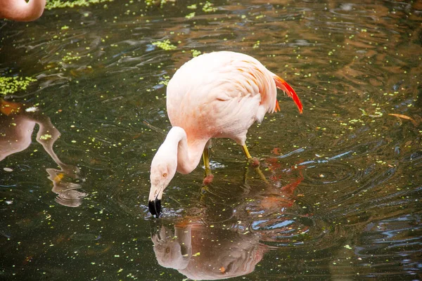 Side view of a Chileflamingo looking for food in a pond, Phoenicopterus chilensis, is the most common of the three flamingo species found in South America