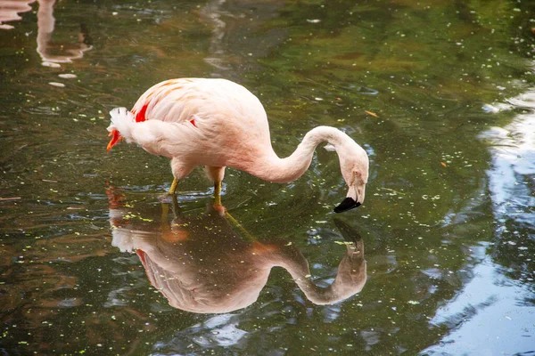 Chileflamingo, Phoenicopterus chilensis, Güney Amerika 'da bulunan üç flamingo türü arasında en yaygın olanıdır.