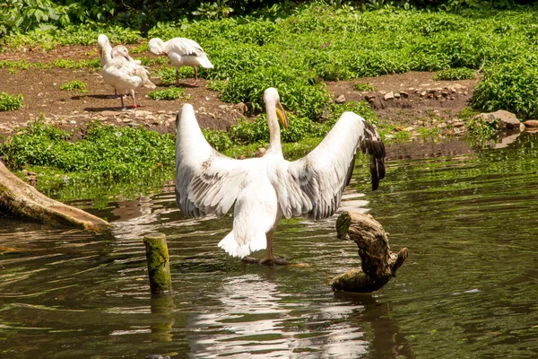 Вид Американского Белого Пеликана Распростертыми Крыльями Pelecanus Erythrorhynchos Является Большой — стоковое фото