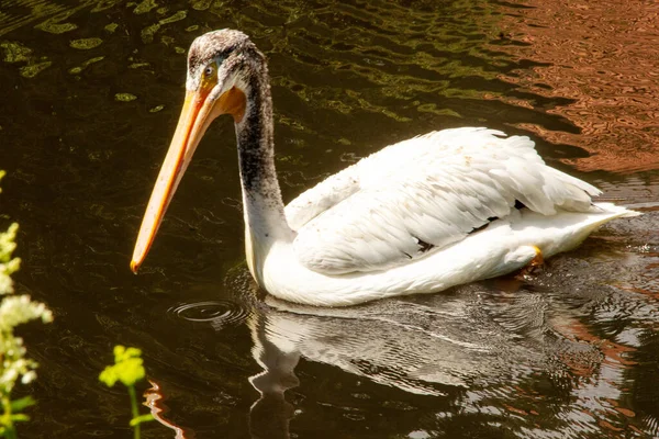 Side View American White Pelican Pelecanus Erythrorhynchos Large Aquatic Pararing — стоковое фото