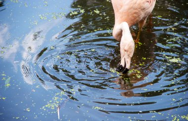 Bir Şili flamingosunun portre görüntüsü, Latin Phoenicopterus chilensis