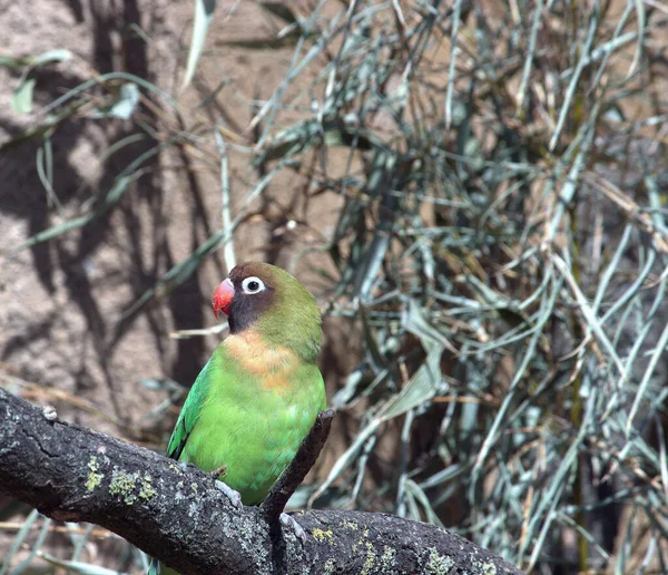 Black Masked Lovebird Agapornis Personatus 앵무새 Psittaculidae 속하는 조류이다 — 스톡 사진