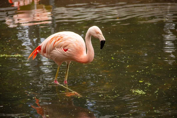 Side view of a Chilean flamingo, Latin Phoenicopterus chilensis, standing in the water