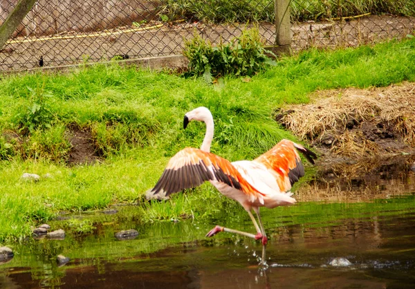 Ένα Χιλιανό Φλαμίνγκο Phoenicopterus Chilensis Τρέχει Μέσα Στο Νερό — Φωτογραφία Αρχείου