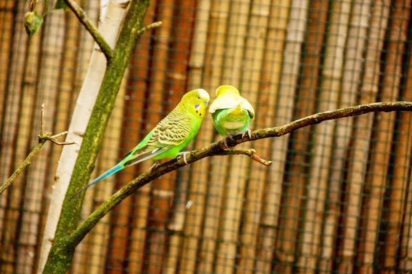 Yellow green budgie, parrot, bird also known as budgie Melopsittacus, Latin Melopsittacus undulatus