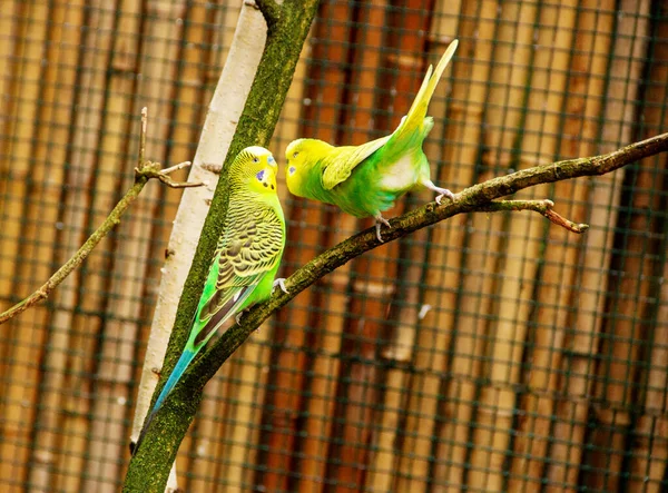 Dos Periquitos Verdes Amarillos Sentados Una Rama Loro Pájaro También —  Fotos de Stock