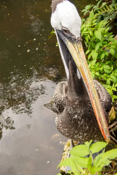 Kahverengi Pelikan Olan Pelecanus Occidentalis Pelikan Familyasından Bir Kuş Türü — Stok fotoğraf