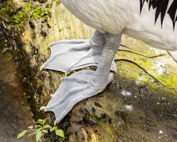 Avustralyalı pelikan, Latin Pelecanus conspicillatus 'un perdeli ayaklarının görüntüsü
