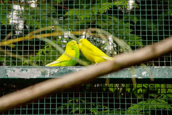 Άποψη Των Δύο Κίτρινο Πράσινο Budgies Κάθεται Απέναντι Από Άλλο — Φωτογραφία Αρχείου