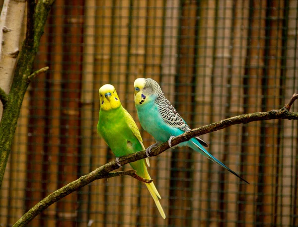 View Two Colorful Budgies Sitting Branch Latin Melopsittacus Undulatus — Stock Photo, Image