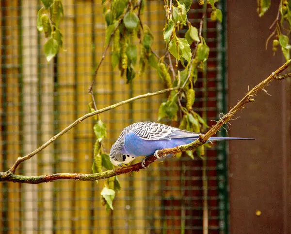 Utsikt Över Blå Budgie Sitter Gren Latin Melopsittacus Undulatus — Stockfoto