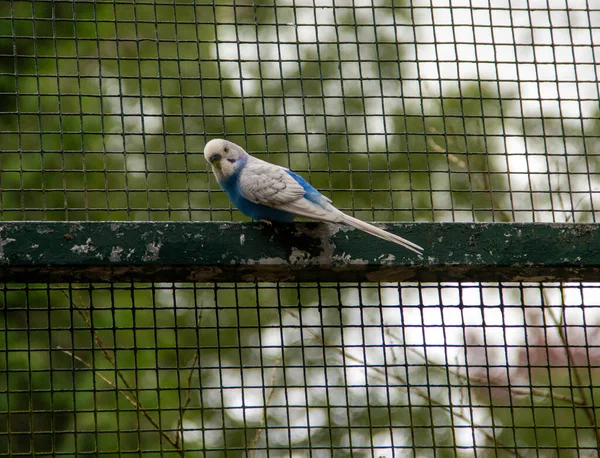 Άποψη Ενός Γαλάζιου Και Λευκού Παπαγάλου Ένα Πλέγμα Κλουβιού Πτηνών — Φωτογραφία Αρχείου