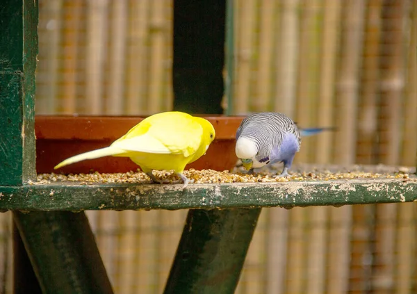 Kilátás Egy Kék Egy Sárga Papagáj Etetés Latin Melopsittacus Undulatus — Stock Fotó