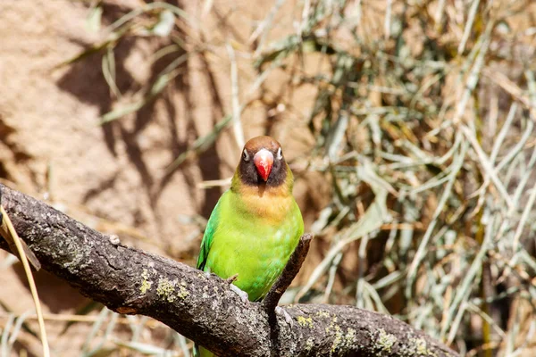 장수거북 Black Cheeked Lovebird Latin Agapornis Nigrigenis 의작은 앵무새 종이다 — 스톡 사진