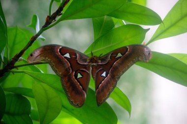İpek böceği ya da dut güvesi görüntüsü, Bombyx mori, asıl Çin kökenli Bombycidae familyasından bir kelebek türü.