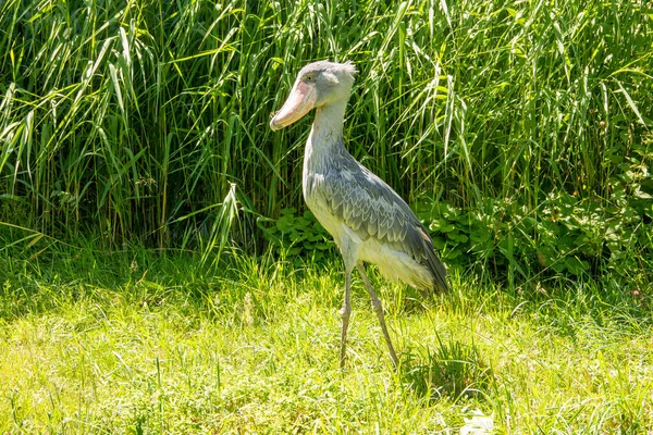 Shoebill Balaeniceps Rex Também Chamado Abu Markub Pássaro Africano — Fotografia de Stock