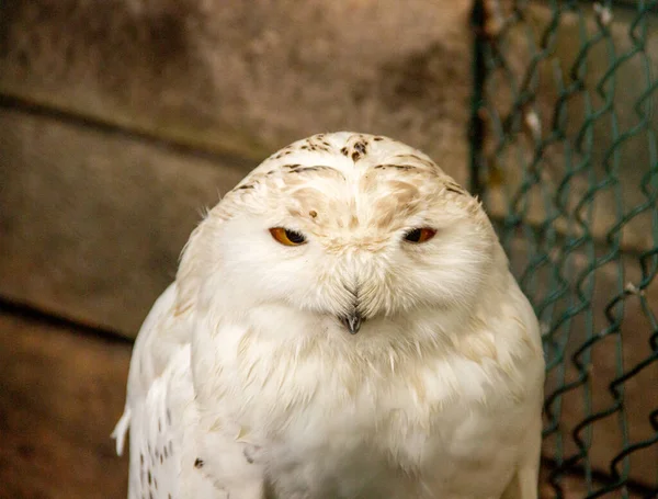 Front View Snowy Owl Large White Owl True Owl Family — Stock Photo, Image