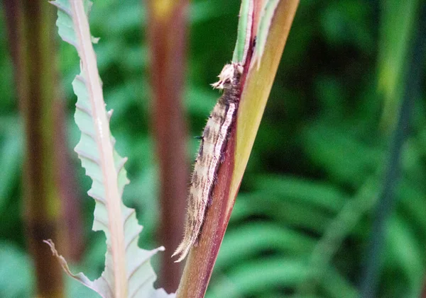 Bir baykuş kelebeğinin tırtıl görüntüsü, Caligo cinsinin bir türüdür ve büyük göz kapaklarıyla tanınırlar.