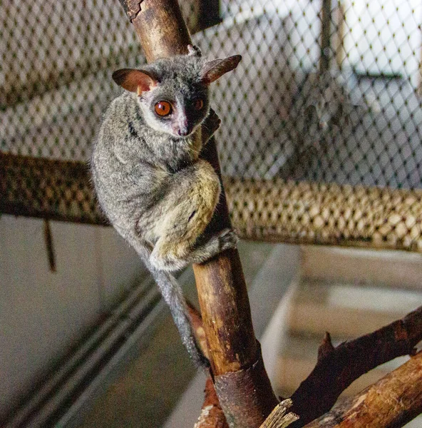 Galagos bir dala tırmanıyor, aynı zamanda çalı bebekleri veya dırdırcılar olarak da bilinir.