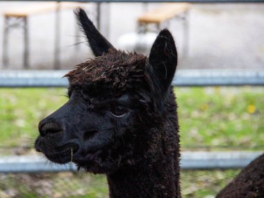 Bir alpakanın başını kapat, Latin Vicugna pacos