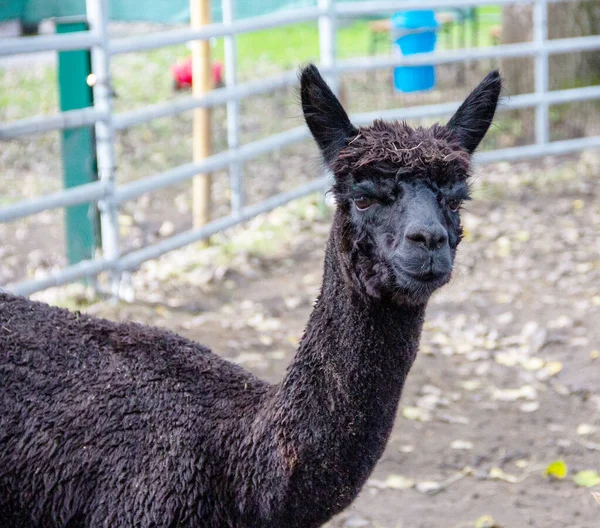 Side view of an alpaca with black fur, latin Vicugna pacos