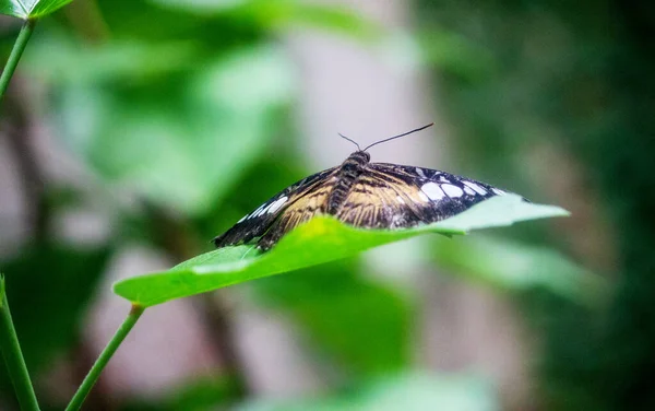 Vista Tirumala Limniace Tigre Azul Uma Borboleta Encontrada Sul Ásia Imagem De Stock