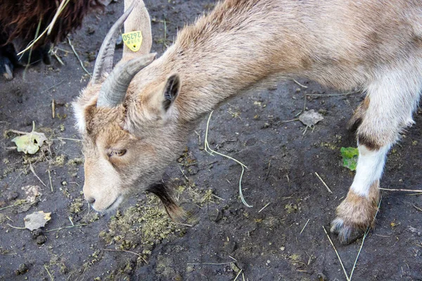 Batı Afrika Cüce Keçisi görmek Batı ve Orta Afrika 'nın geleneksel bir türüdür, Capra aegagrus hircus