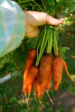 Bir havuç bir grup kadın el ele tutuşur