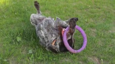 Yaz yüzük ile oynayan köpek