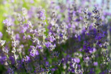 Gün batımında lavanta çalıları kapanır.