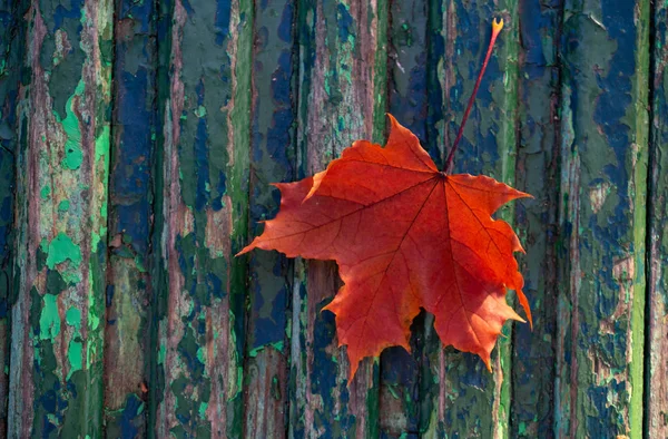 Красивый осенний кленовый лист на голубом фоне — стоковое фото