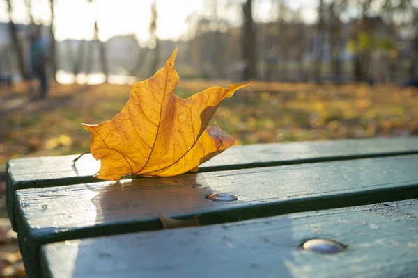 Vallende bladeren. Herfst in de stad Park in gele bladeren. — Stockfoto