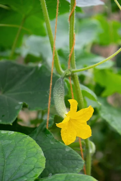 Yellow flower of cucumber — Stock Photo, Image