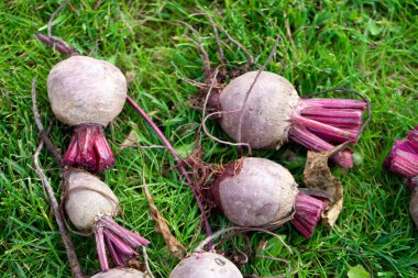 Çimlerin üzerinde kırmızı pancar kökü topladım. Bahçeden taze organik pancar.
