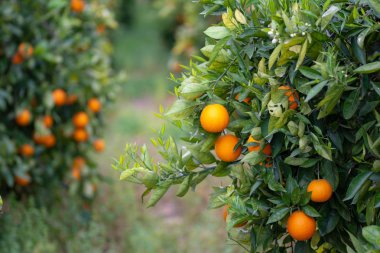 Ağaçtaki portakallar