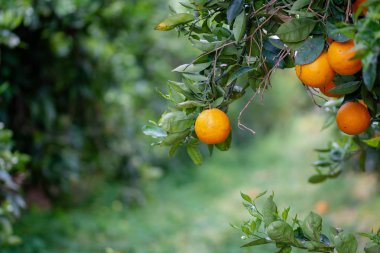 Ağaçtaki portakallar
