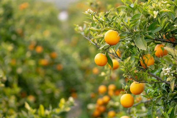 Naranjas Árbol — Foto de Stock