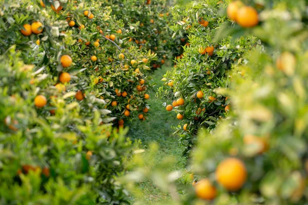 Naranjas Árbol — Foto de Stock