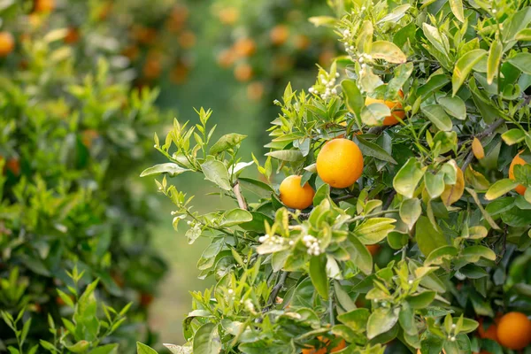 Pomarańcze Drzewie — Zdjęcie stockowe