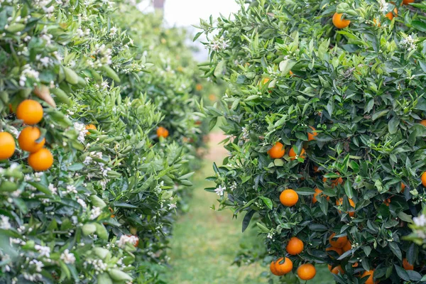 Pomarańcze Drzewie — Zdjęcie stockowe