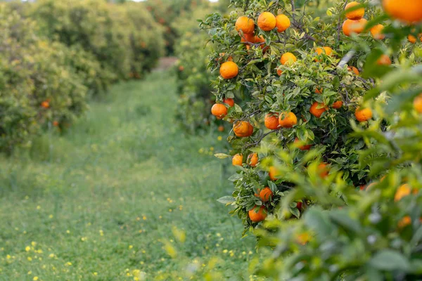 Pomarańcze Drzewie — Zdjęcie stockowe