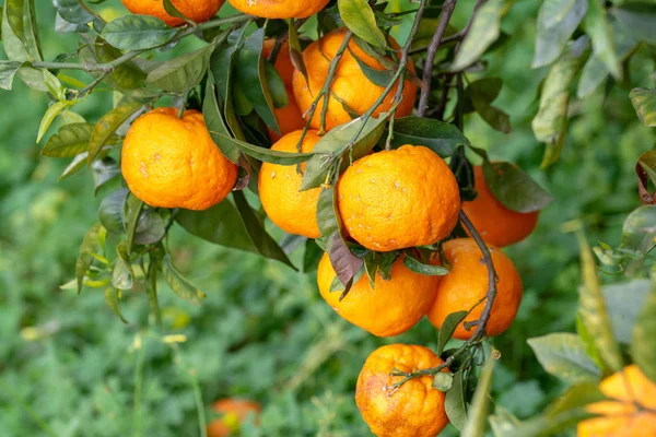 Orangen Auf Dem Baum — Stockfoto