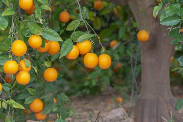 Laranjas Árvore — Fotografia de Stock