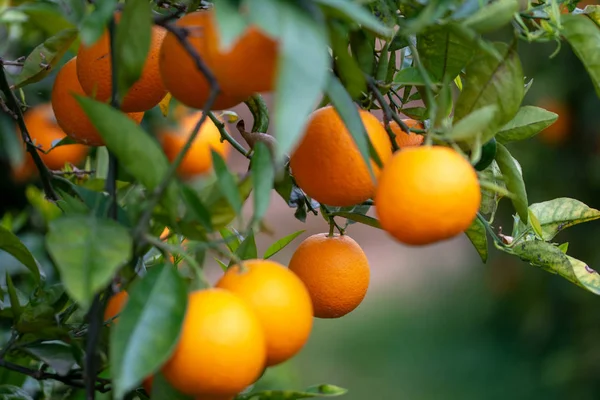 Narancs Fán — Stock Fotó