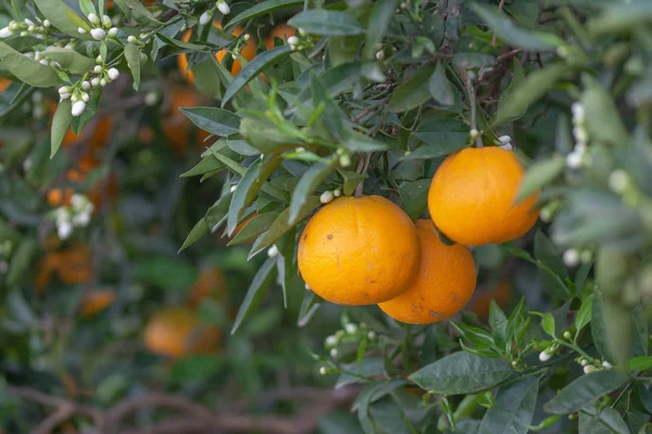 Orangen Auf Dem Baum — Stockfoto