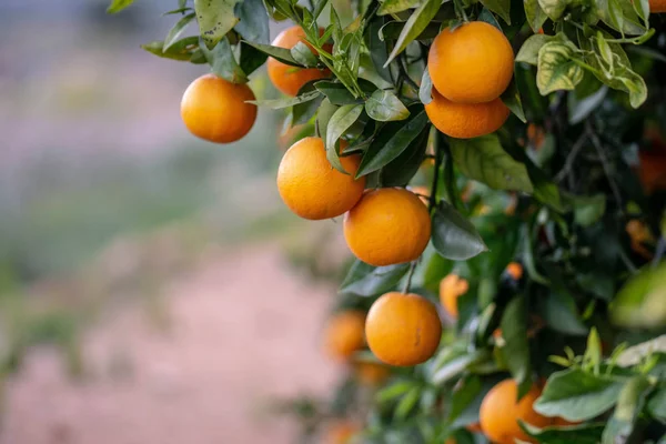 Orangen Auf Dem Baum — Stockfoto