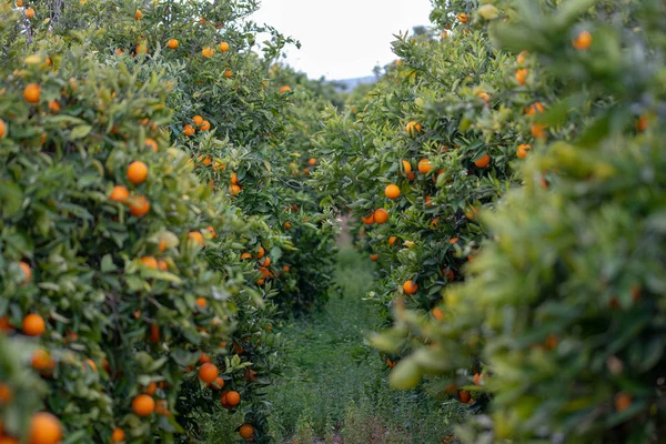 Pomarańcze Drzewie — Zdjęcie stockowe