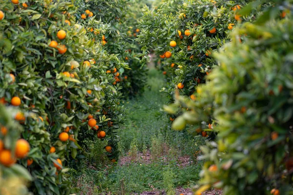 Apelsiner Trädet — Stockfoto