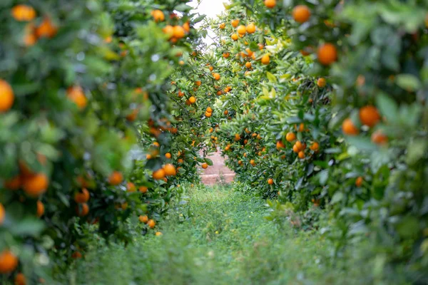 Πορτοκάλια Στο Δέντρο — Φωτογραφία Αρχείου