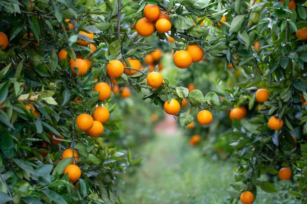 Pomeranče Stromě — Stock fotografie